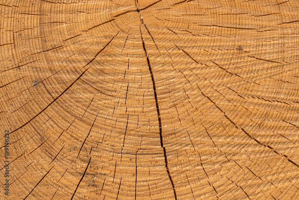 Fototapeta premium Wooden structure of a tree trunk in the middle of the forest