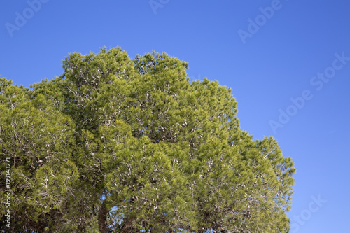 Pine Tree at Cala Bassa Cove Beach  Ibiza © kevers