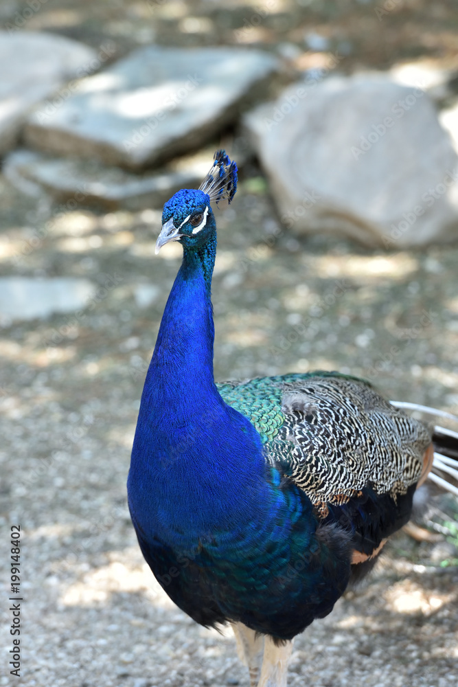 Portrait of a blue peafowl close-up at the zoo. peafowl with a tuft Portrait of a blue peafowl close-up at the zoo. peafowl with a tuft