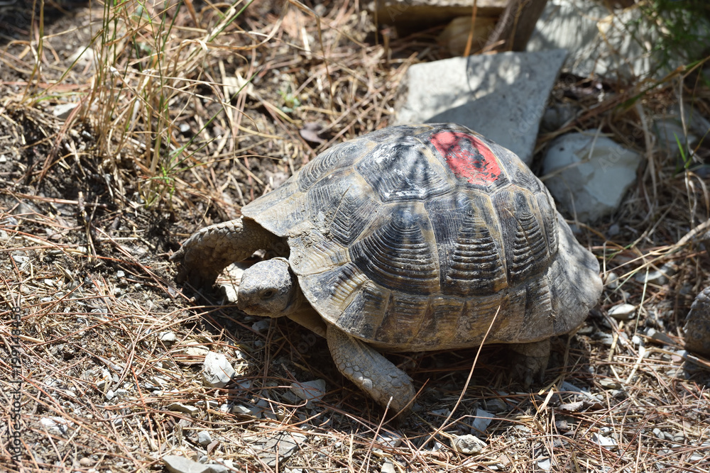 Adult turtle crawls on the ground with dry grass. Turtle in the zoo Adult turtle crawls on the ground with dry grass. Turtle in the zoo