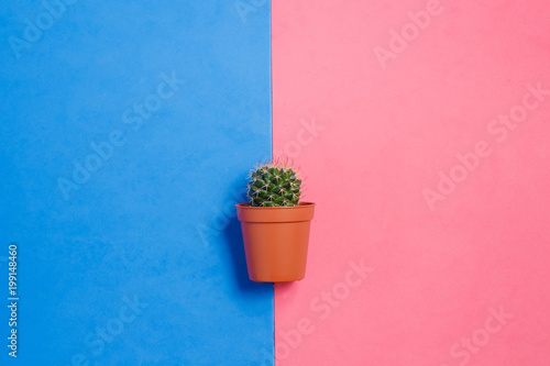 Green Cactus in Pot on Pink and Blue Pastel Color Background. Minimal Concept. Flat Lay. Top View.