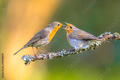 Fotografie, Obraz Parent Robin bird feeding juvenile