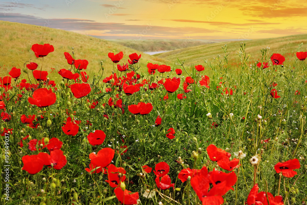 Obraz premium poppies in the steppe in the hills at sunset ......