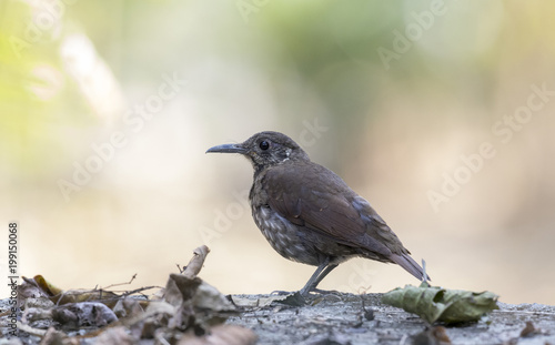 bird on branch