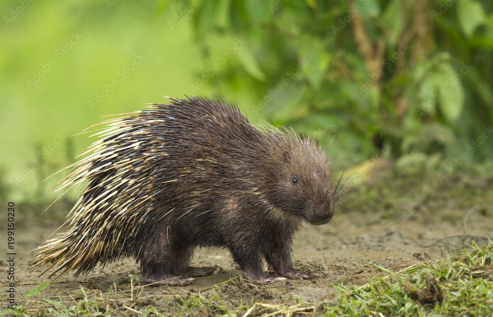 Fototapeta premium Indian Porcupine