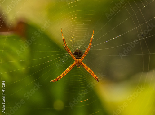 spider on a web © KK