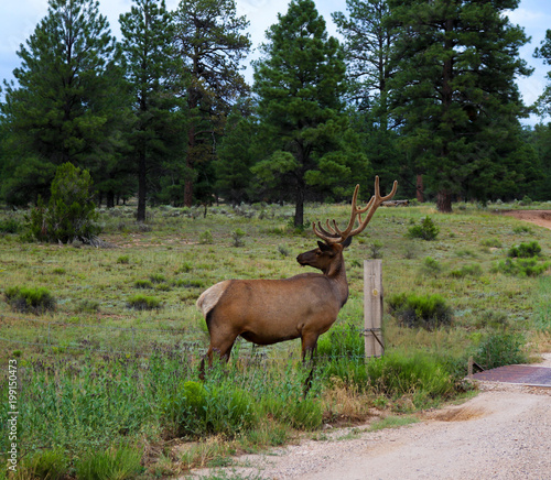 Elk with rack looking over its shoulder near fence with pines in background near Grand Canyon