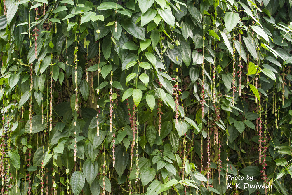 Fototapeta premium plant wallpaper