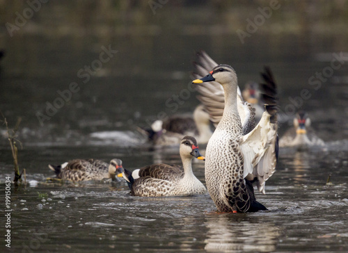 ducks on pond