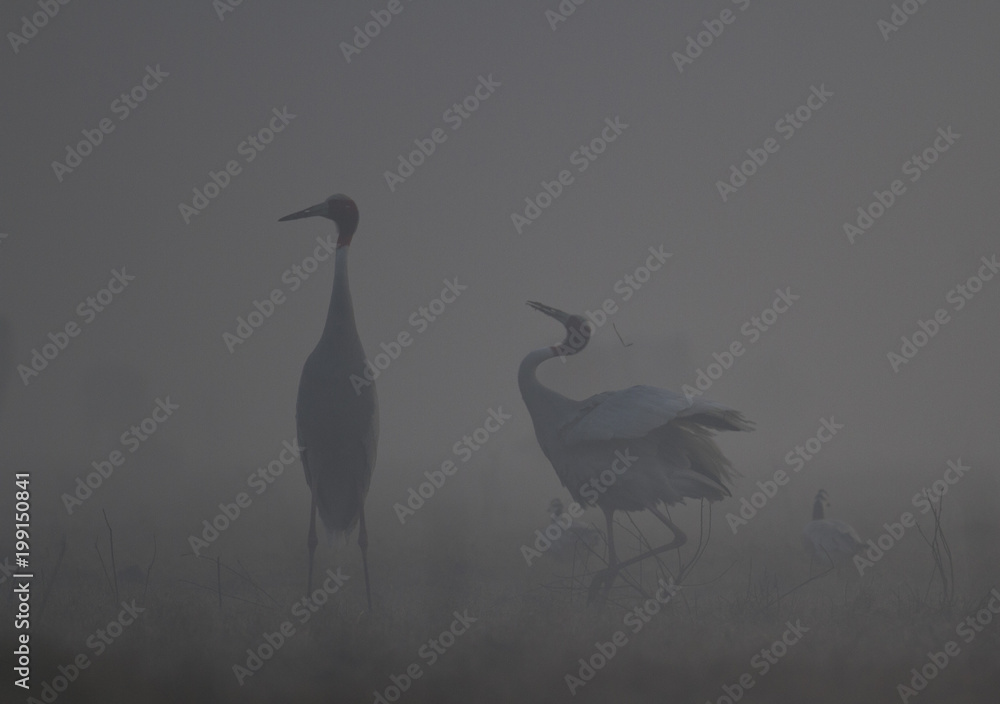 Fototapeta premium silhouette of a heron