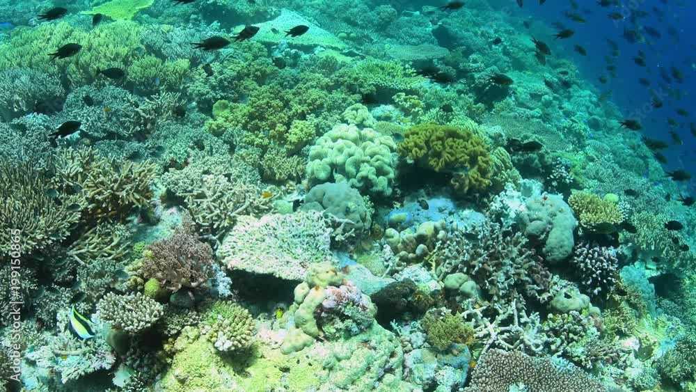 Abundance reef and marine life in Wakatobi National Park, Indonesia. Abundance reef and marine life in Wakatobi National Park, Indonesia.