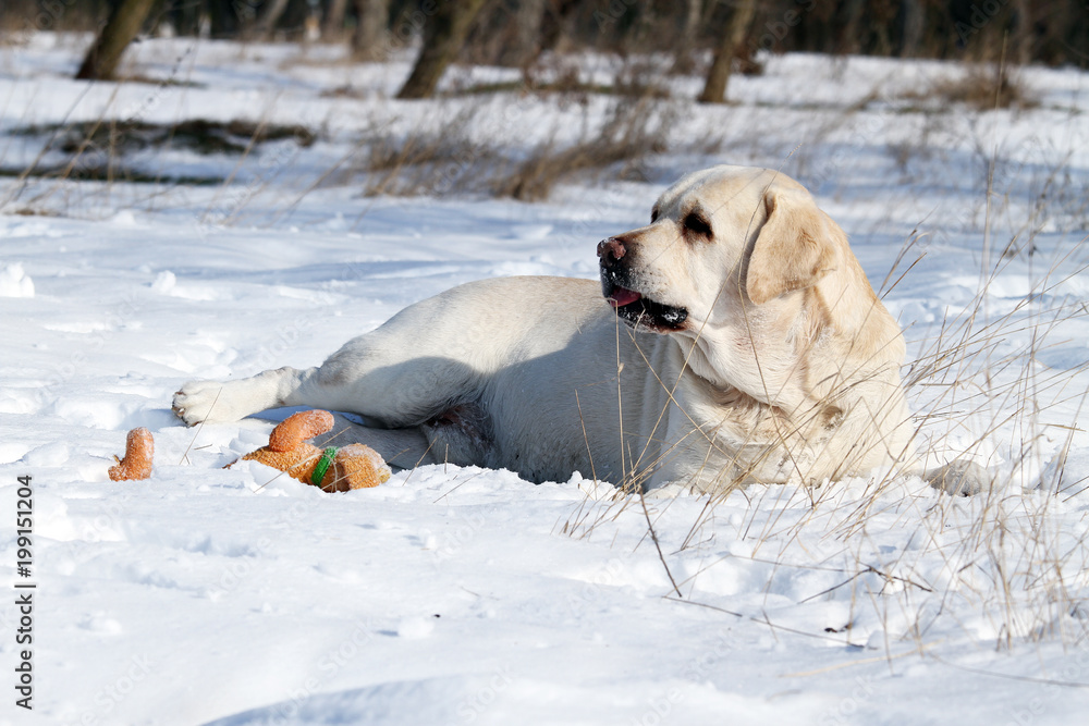cute yellow labrador in winter in snow with a toy