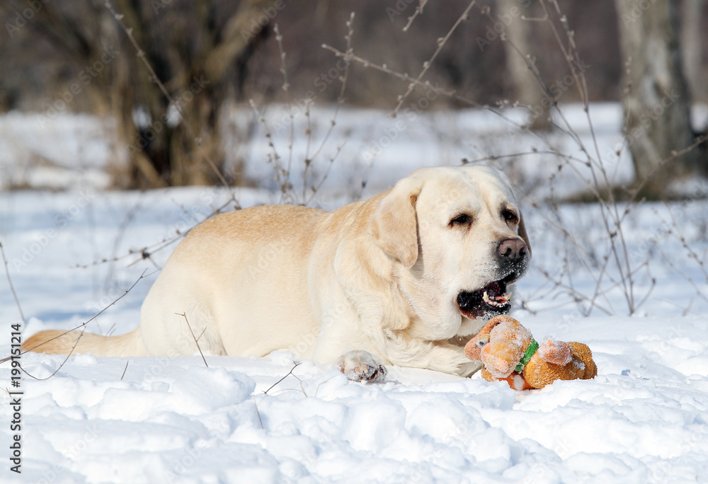 the cute lovely yellow labrador in winter in snow with a toy