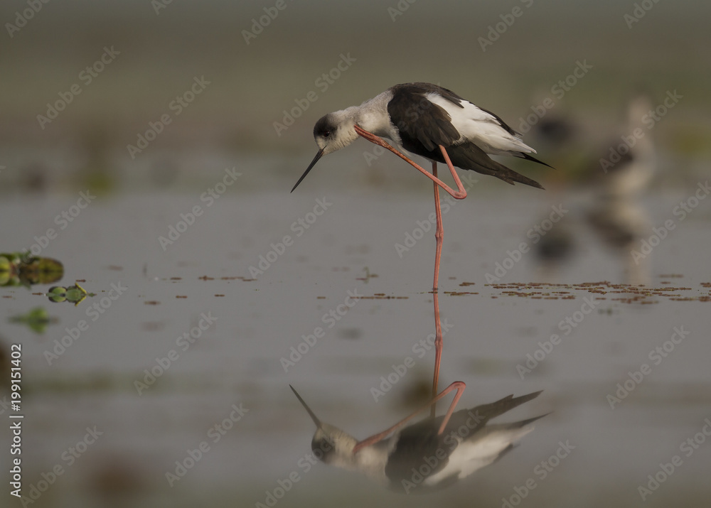 Fototapeta premium Black winged stilt 