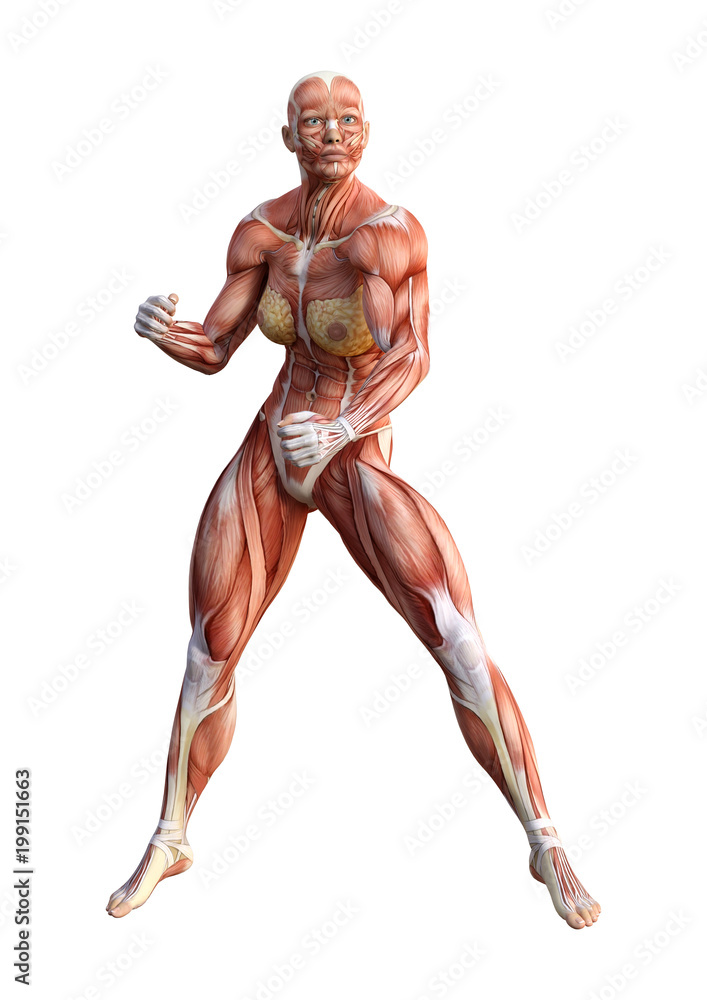 3D Rendering Female Anatomy Figure on White 3D Rendering Female Anatomy Figure on White