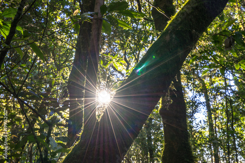 sun star light behind branch tree forest