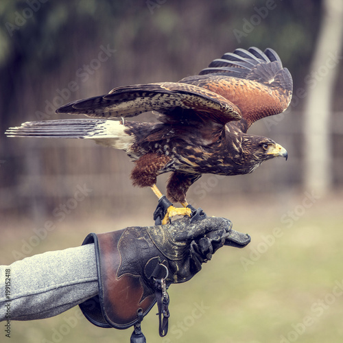 buteo buteo portrait
