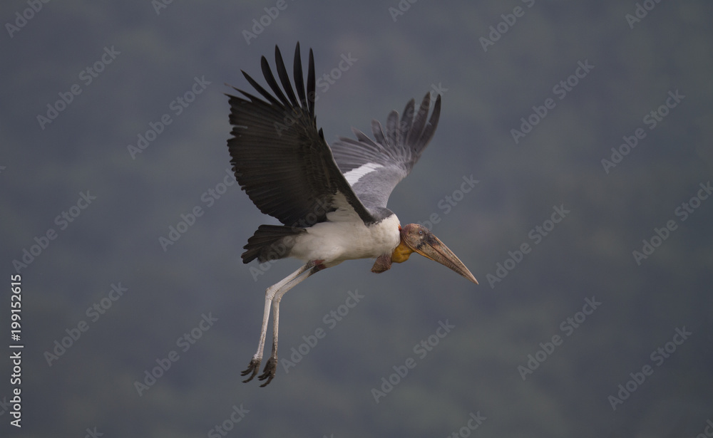 Obraz premium stork in flight