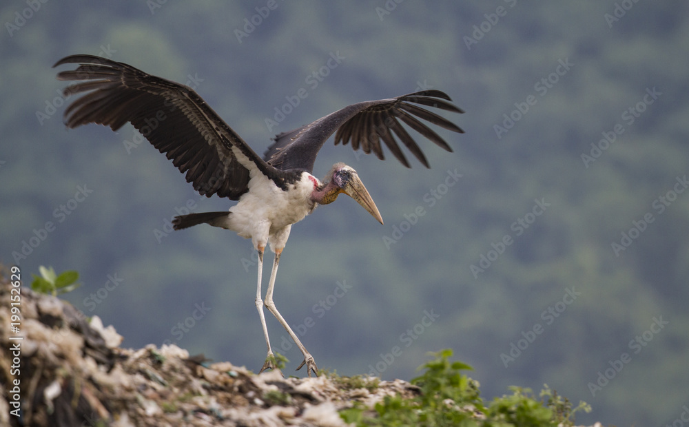Fototapeta premium stork in flight