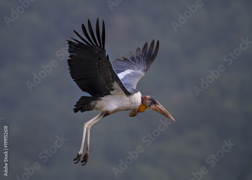 stork in flight © KK