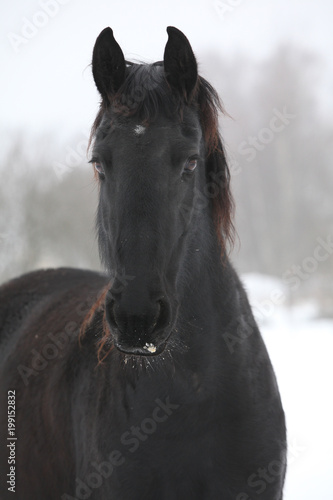 Amazing friesian mare in winter