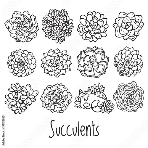 Succulent outline design with cat in cartoon style. Ideal for coloring page