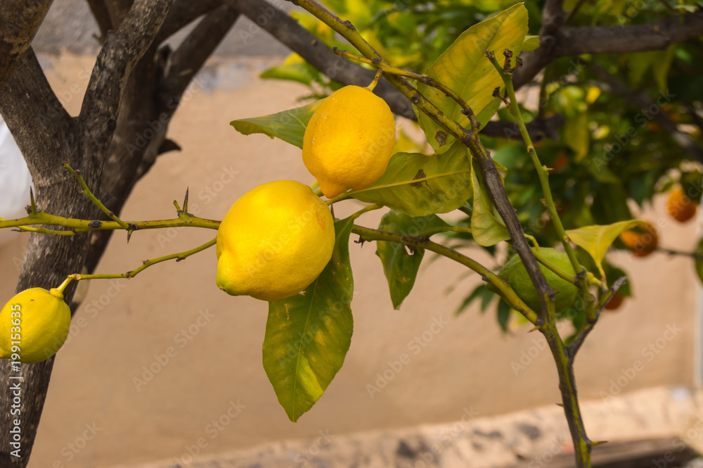 Lemons well yellow on the branch of a lemon tree on the island of Tenerife