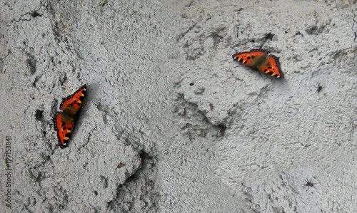 Two brown butterflies Makhaon with spiders on a beautiful gray concrete texture background photo