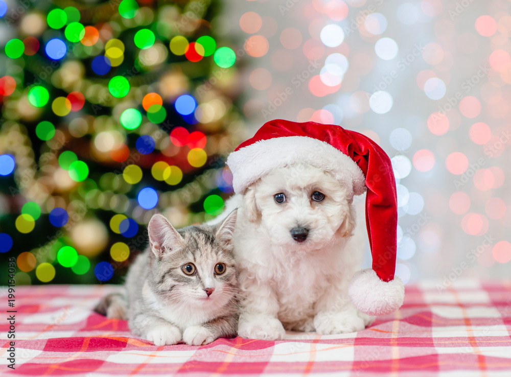 puppy and kitten in red santa hats looking at camera on a background of the Christmas tree puppy and kitten in red santa hats looking at camera on a background of the Christmas tree