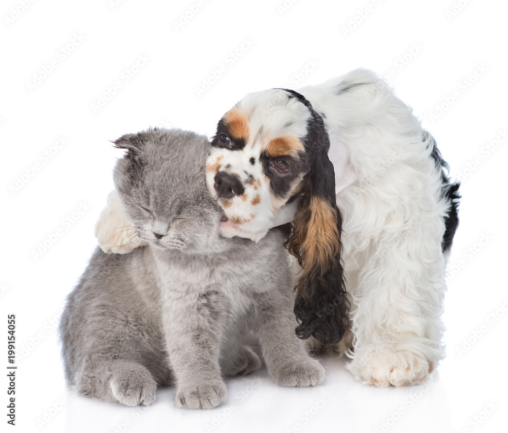 Cocker Spaniel puppy embracing and biting scottish kitten. isolated on white background