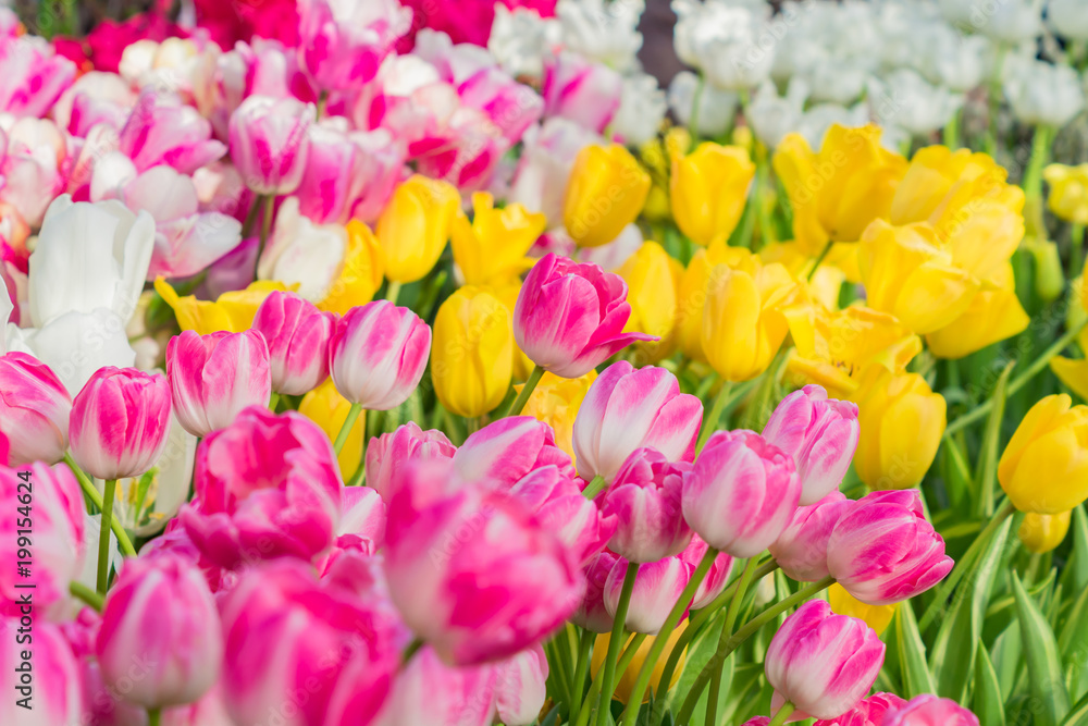 bright pink, yellow, white blooming tulips, floral background bright pink, yellow, white blooming tulips, floral background