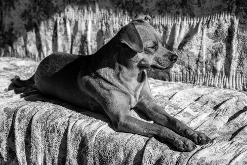 Tableau sur toile little dog - black and white image
