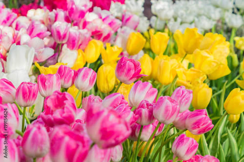 bright pink  yellow  white blooming tulips  floral background