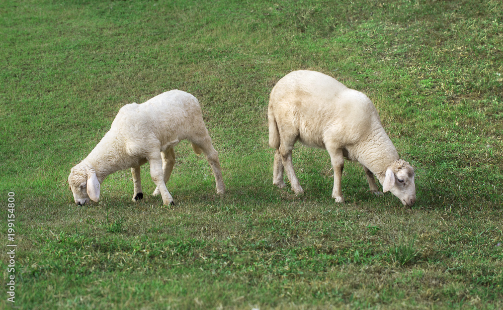 Fototapeta premium two young lamb eating juicy grass on a green lawn