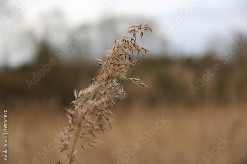 Single blade of wheat in a field