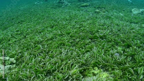 Sea grass bed and marine life in Wakatobi National Park, Indonesia.