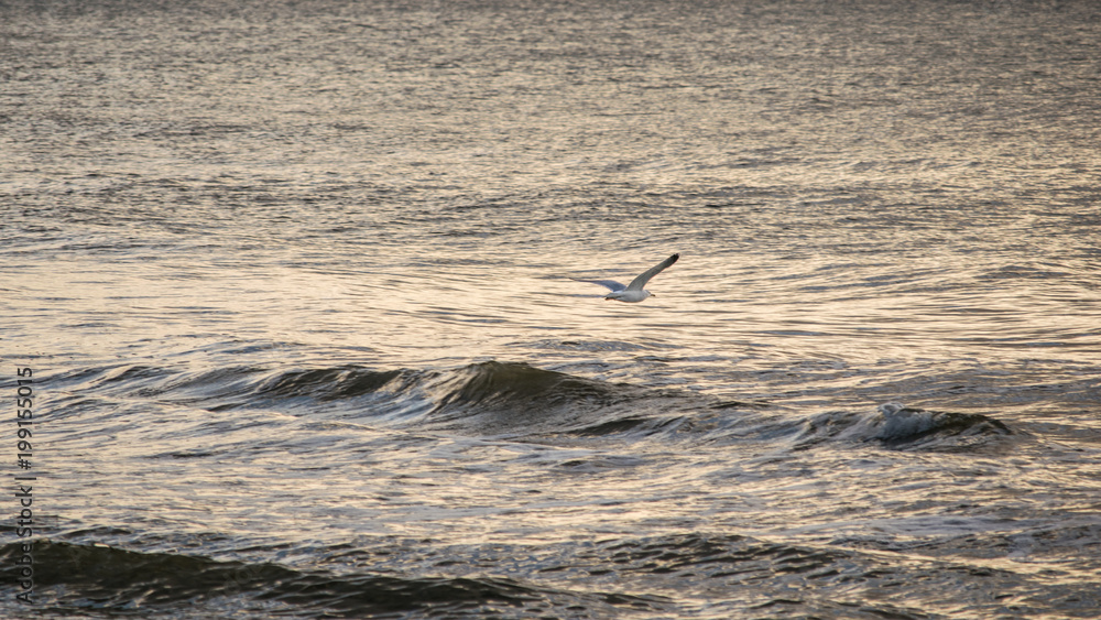Obraz premium seagull in flight over water