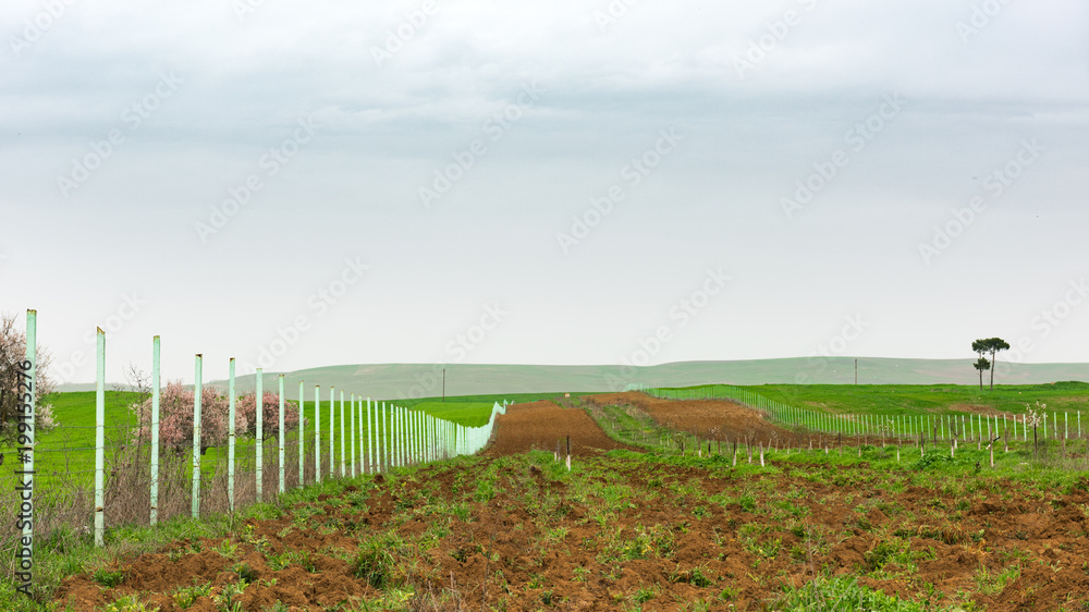 Fence along arable field