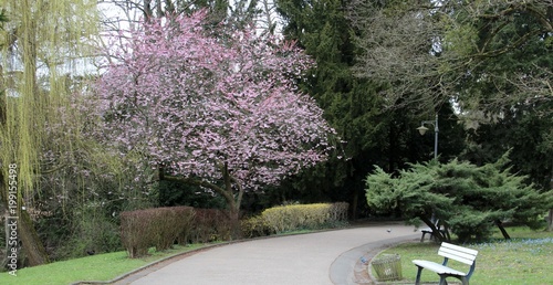 Pink Cherry blossoms during spring