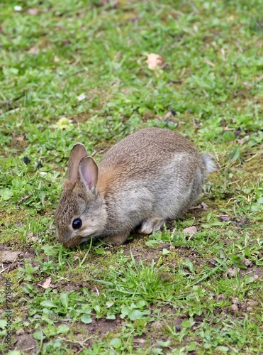 Cotton tailed bunny in green grass