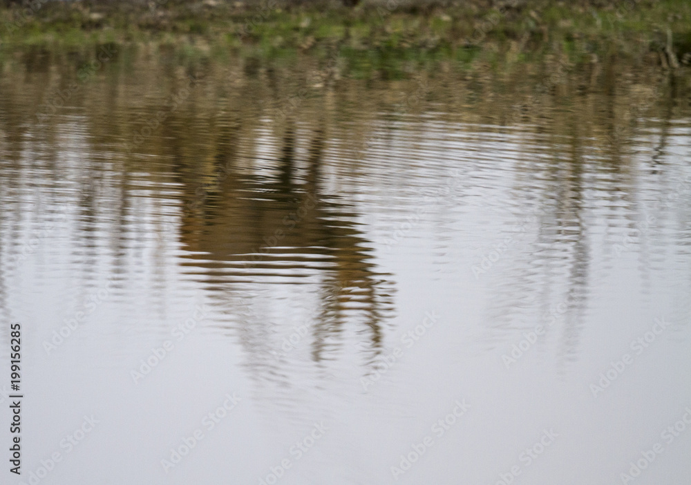 reflection of deer in the water reflection of deer in the water