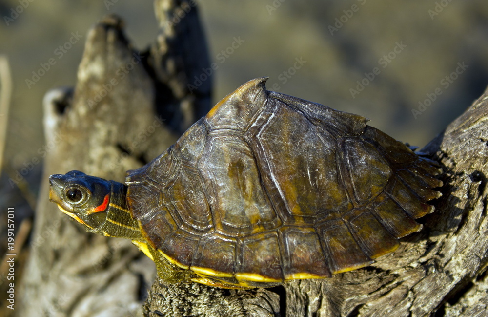 Fototapeta premium closeup of a turtle