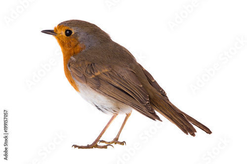 European robin (Erithacus rubecula) © fotomaster