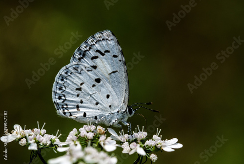 butterfly on flower © KK