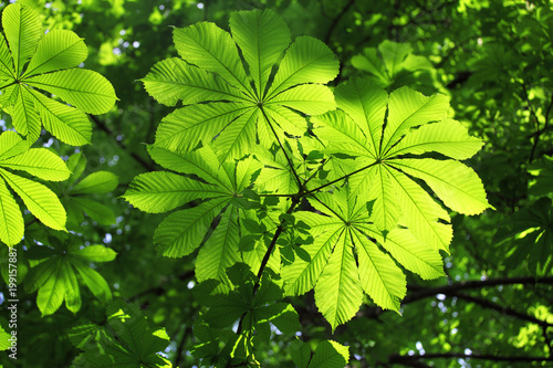 Trees leafs