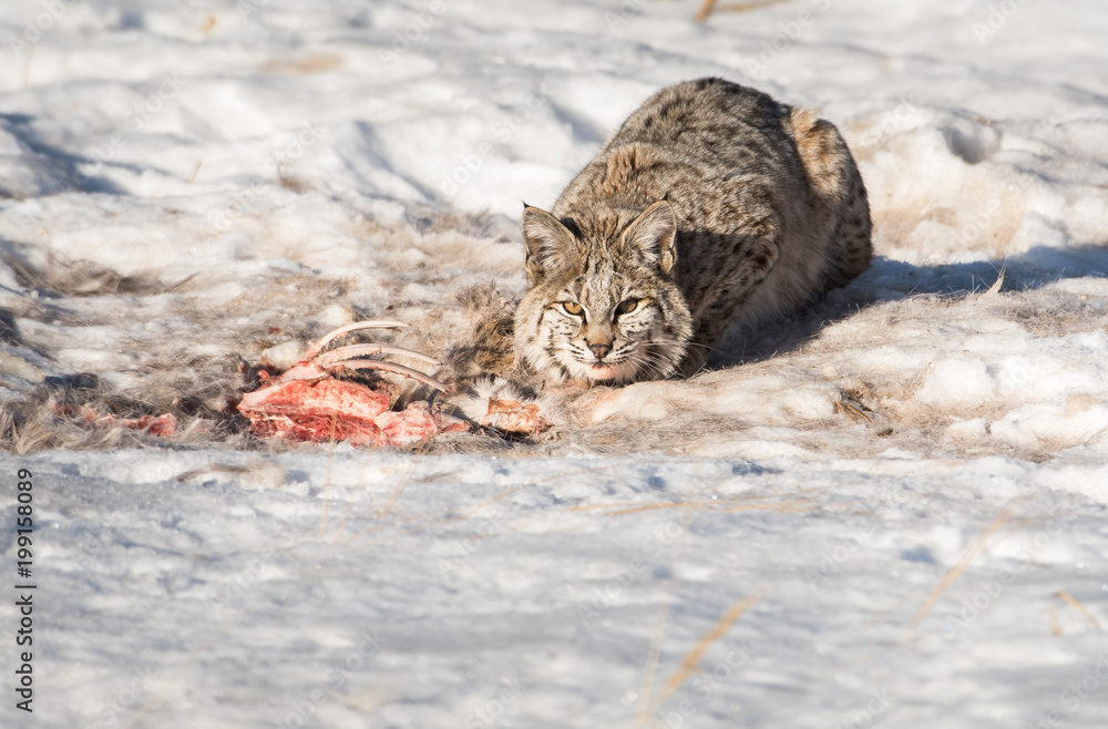 Bobcat in the Alberta Foothills Bobcat in the Alberta Foothills