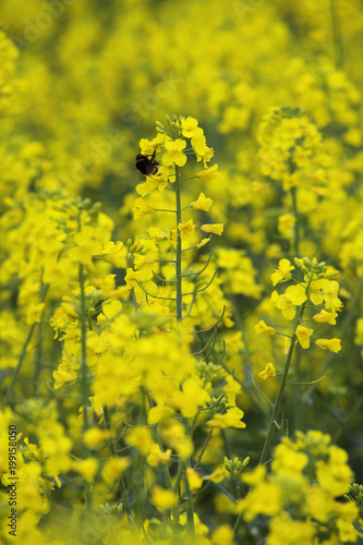 Yellow field flowers