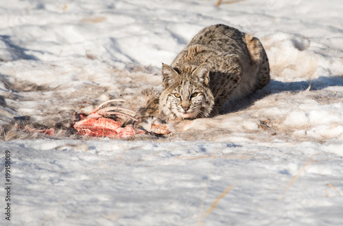 Bobcat in the Alberta Foothills © Jillian