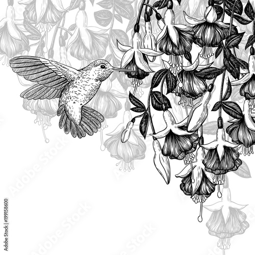 Hand drawn illustration with hummingbird and fuchsia flowers with space for text.