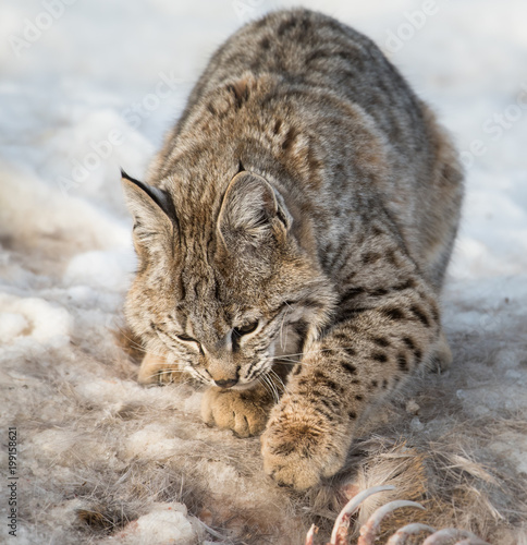 Bobcat in the Alberta Foothills